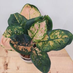 Aglaonema Starbucks