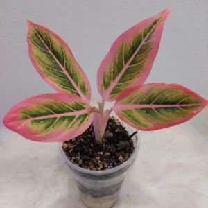 AGLAONEMA LOTUS DELIGHT 1