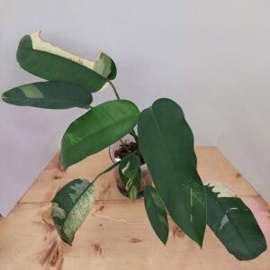 Epipremnum Blue Java Marble