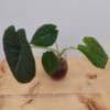 Alocasia – Velvet-Leaf Unknown Variety