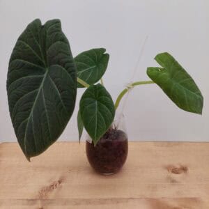 Alocasia – Velvet-Leaf Unknown Variety