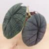 Alocasia – Rare Velvet Textured Foliage