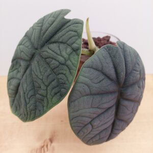 Alocasia – Rare Velvet Textured Foliage