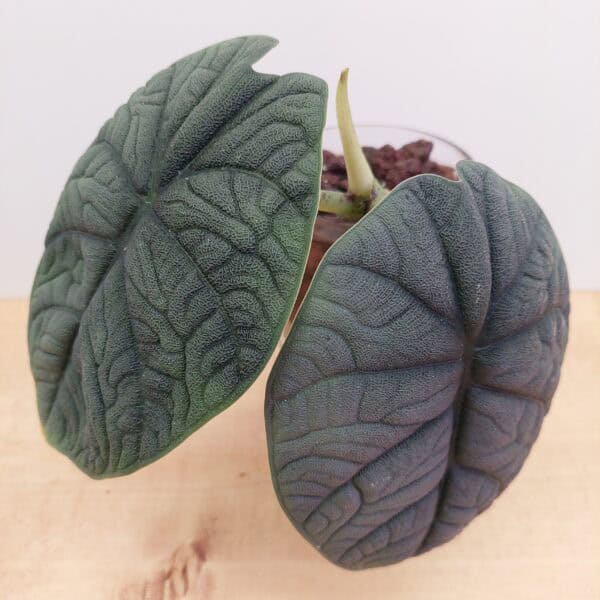 Alocasia – Rare Velvet Textured Foliage