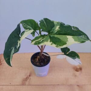 Syngonium Variegated