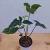 Syngonium Variegated