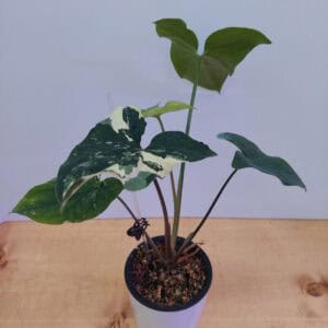 Syngonium Variegated