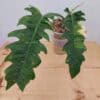 Philodendron Ring of Fire
