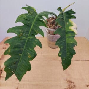 Philodendron Ring of Fire