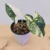 Syngonium Variegated