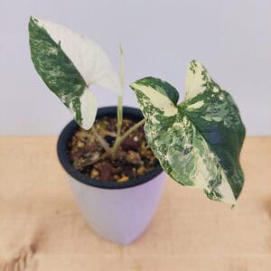 Syngonium Variegated