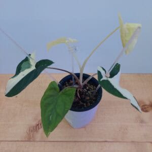 Syngonium Variegated