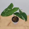 Syngonium Variegated