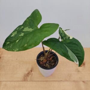 Syngonium Variegated