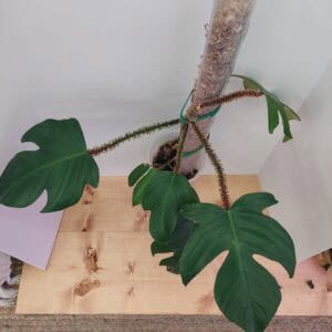 Philodendron Squamiferum