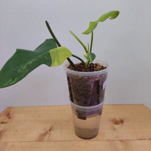 Rare Philodendron Bipennifolium Variegated