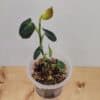 Philodendron Milano Variegated
