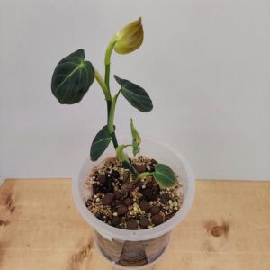 Philodendron Milano Variegated