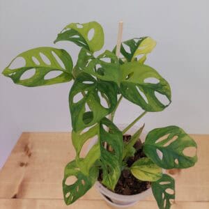 Monstera Adansonii Variegated