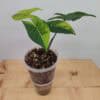 Rare Syngonium Variegated