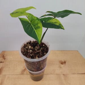 Rare Syngonium Variegated