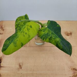 Philodendron Domesticum Variegated