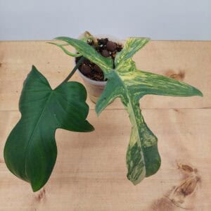 Philodendron Florida Beauty