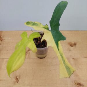 Philodendron Florida Beauty