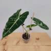 Alocasia Frydek
