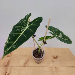 Alocasia Frydek