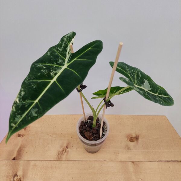 Alocasia Frydek