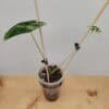 Rare Alocasia Frydek