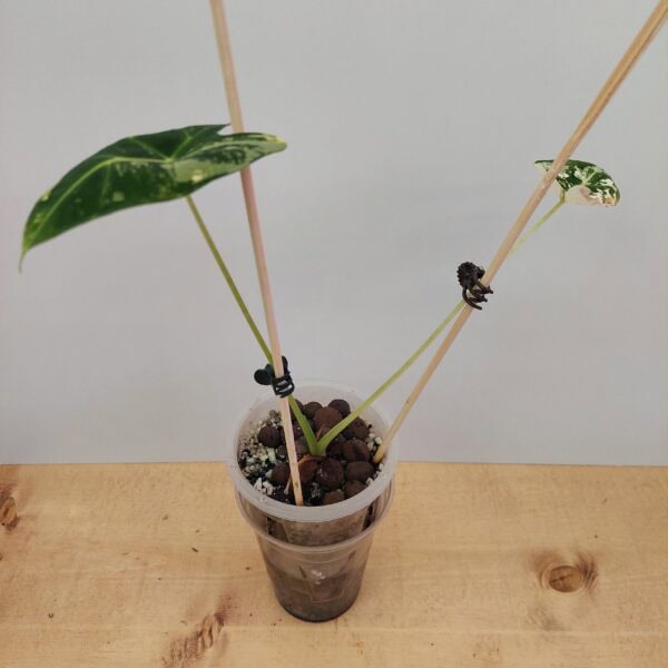 Rare Alocasia Frydek