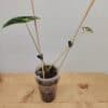 Rare Alocasia Frydek