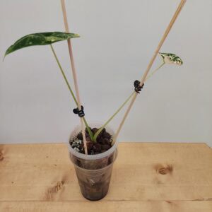 Rare Alocasia Frydek
