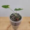 Alocasia Okinawa Silver