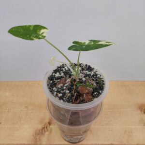 Alocasia Okinawa Silver