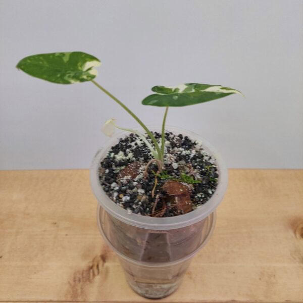 Alocasia Okinawa Silver