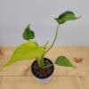Rare Variegated Alocasia