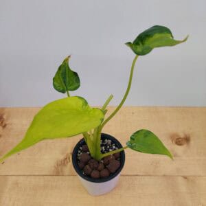 Rare Variegated Alocasia