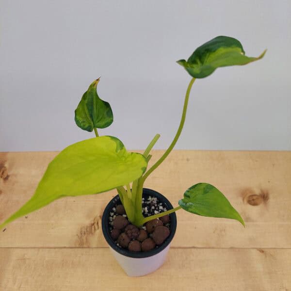 Rare Variegated Alocasia