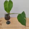 Monstera Aurea – Two Leaf Rooted Plant