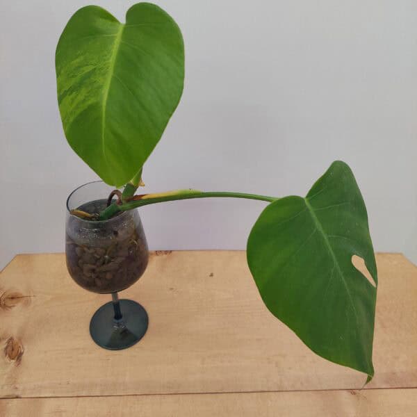 Monstera Aurea – Two Leaf Rooted Plant