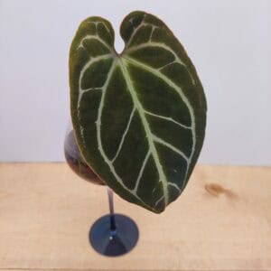 Rare Anthurium - Velvet Heart Leaf