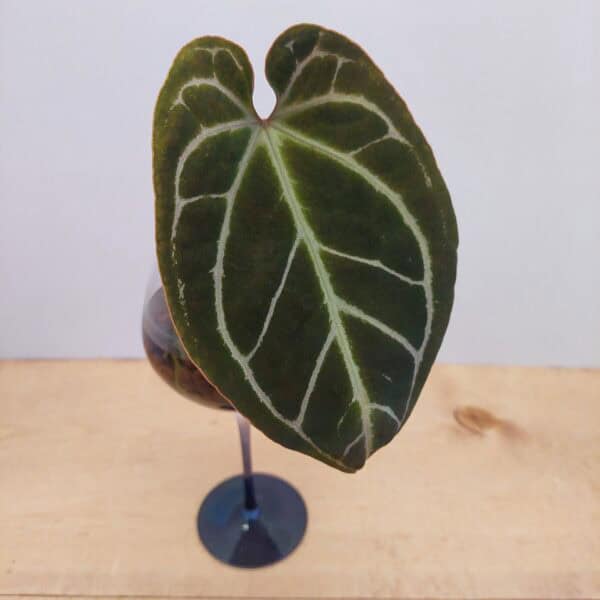 Rare Anthurium - Velvet Heart Leaf