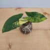 Variegated Syngonium