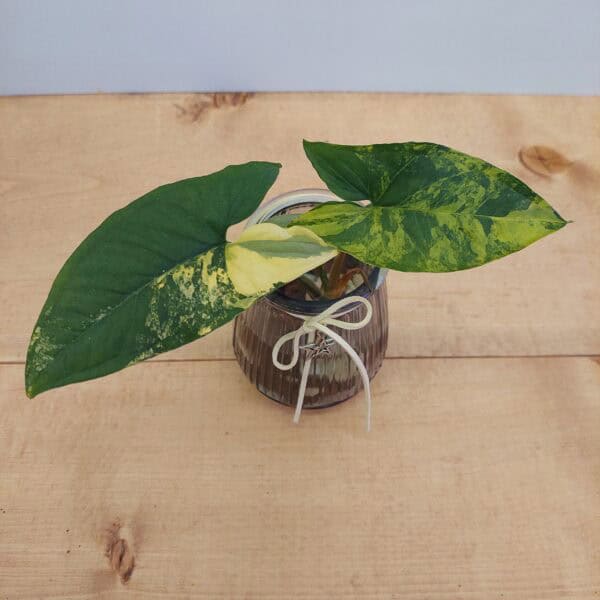 Variegated Syngonium