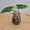 Variegated Syngonium
