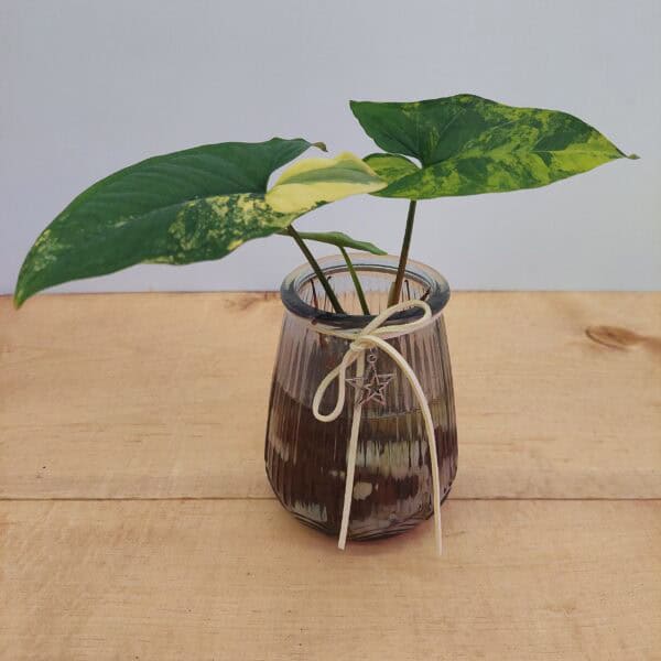 Variegated Syngonium