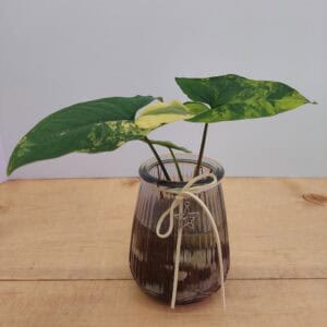 Variegated Syngonium